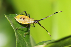 Amblypelta nitida