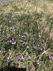 Astragalus lindheimeri