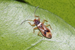 Thaumastocoridae
