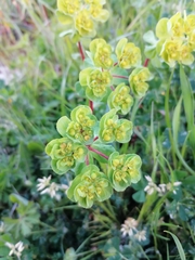 Euphorbia helioscopia
