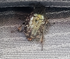 Euphoria sepulcralis