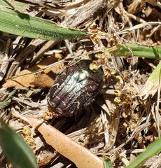 Euphoria sepulcralis