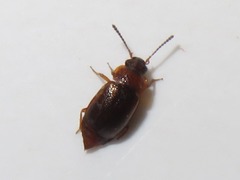 Anthobium atrocephalum