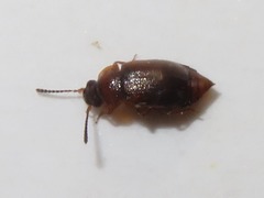 Anthobium atrocephalum
