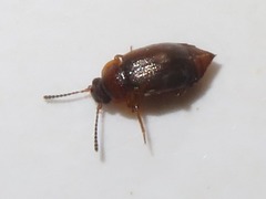 Anthobium atrocephalum
