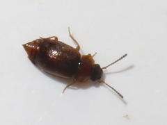 Anthobium atrocephalum