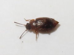Anthobium atrocephalum