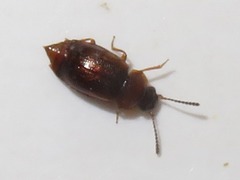 Anthobium atrocephalum