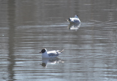 Chroicocephalus ridibundus