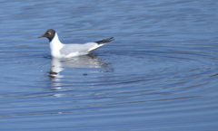 Chroicocephalus ridibundus