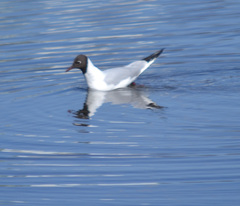 Chroicocephalus ridibundus