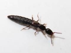 Xantholinus longiventris