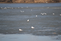 Chroicocephalus ridibundus