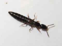 Xantholinus longiventris