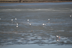 Chroicocephalus ridibundus