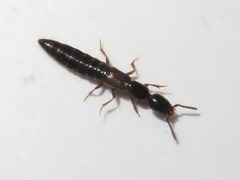 Xantholinus longiventris