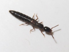 Xantholinus longiventris
