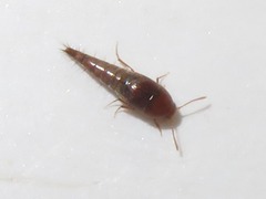 Sepedophilus nigripennis