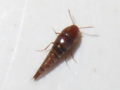 Sepedophilus nigripennis