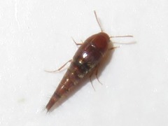 Sepedophilus nigripennis