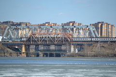 Chroicocephalus ridibundus