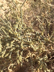 Haloxylon salicornicum