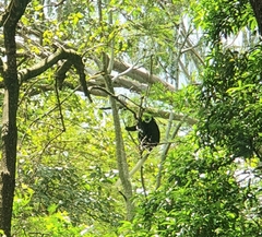 Colobus caudatus