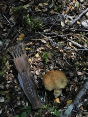 Cortinarius epiphaeus