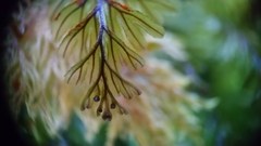 Hymenophyllum wilsonii