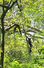 Colobus caudatus