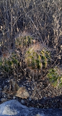 Ferocactus flavovirens