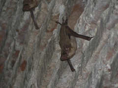 Taphozous melanopogon