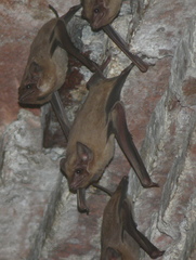 Taphozous melanopogon