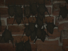 Taphozous melanopogon