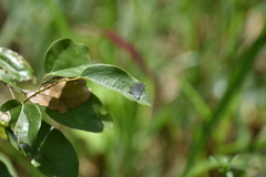 Eicochrysops hippocrates