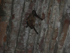 Taphozous melanopogon