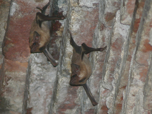 Black-bearded Tomb Bat