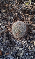 Mammillaria haageana haageana