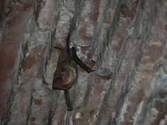 Taphozous melanopogon