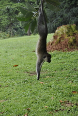 Chlorocebus pygerythrus