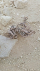 Anastatica hierochuntica