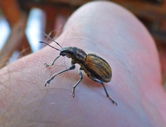Naupactus verecundus