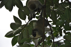 Chlorocebus pygerythrus