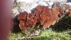 Dichomitus campestris