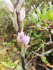 Limodorum trabutianum