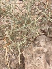 Zilla spinosa