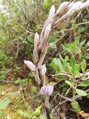 Limodorum trabutianum