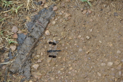 Brachythemis