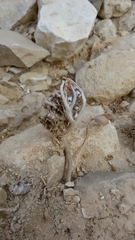 Anastatica hierochuntica