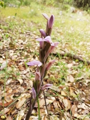 Limodorum trabutianum